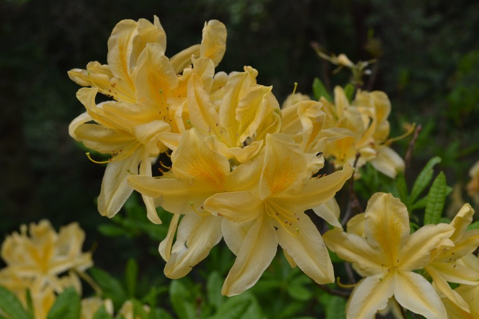 żółty rododendron