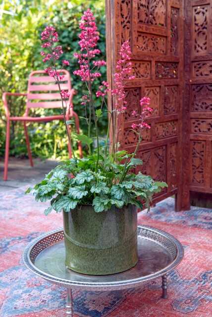 żurawka w zielonej donicy