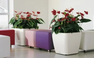Donica Lechuza Quadro LS 50