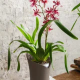 Doniczka na storczyki Orchidea Lechuza - Ogrodolandia.pl