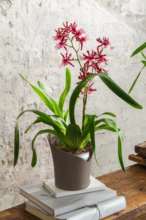 Doniczka na storczyki Orchidea Lechuza