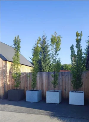 Donica betonowa 100x100x100 cm (h)