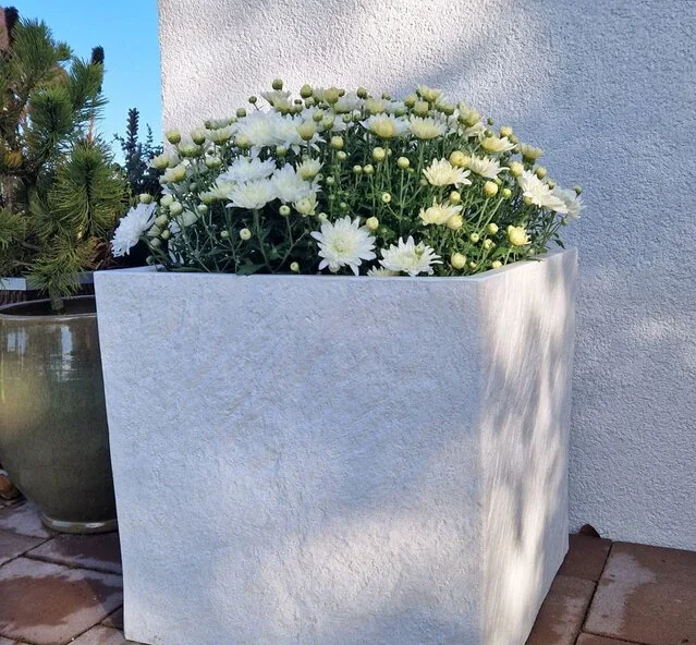 Kwadratowa donica mrozoodporna Fiberstone 44x44 – II gatunek z białymi chryzantemami na wybrukowanym patio.