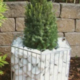 af65977dea26bb98c4977f342948681f