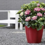 Donica Lechuza Classico LS 35 - Ogrodolandia.pl