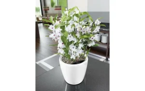 Donica Lechuza Classico Premium LS 21